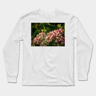 Bee On Sedum Flower 2 Long Sleeve T-Shirt